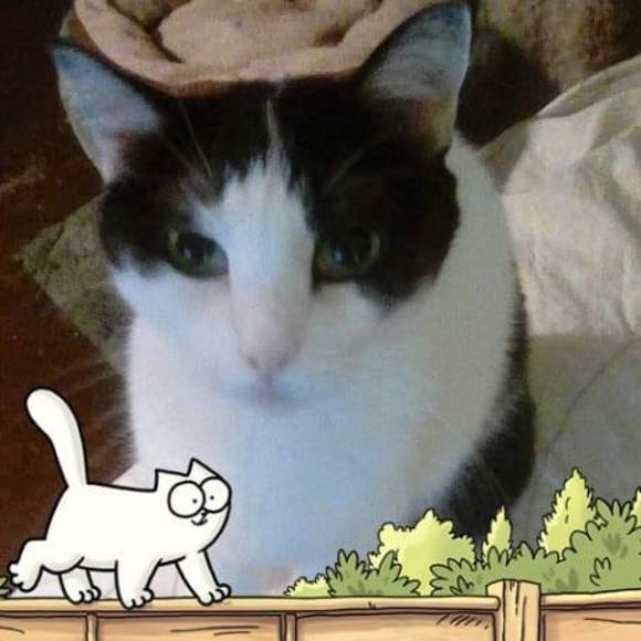 marilynthecat